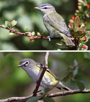 Birds in Focus: The Vireo Challenge thumbnail