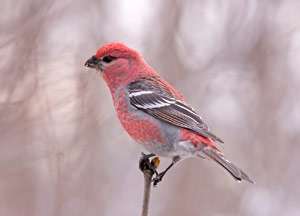 Pine Grosbeak