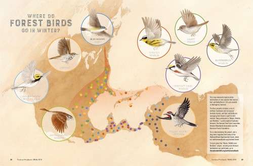 Bird Migration Map