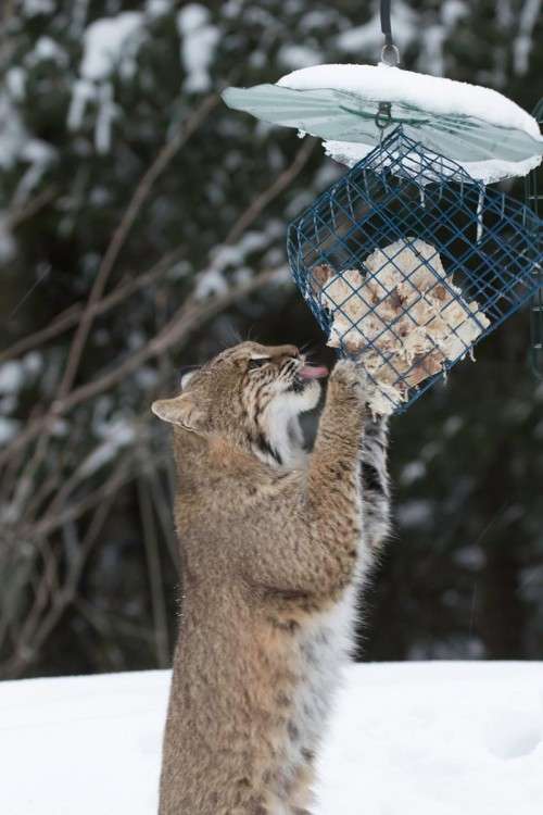 Bobcat