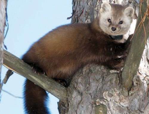 Marten