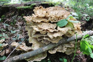 Perplexing Polypore thumbnail