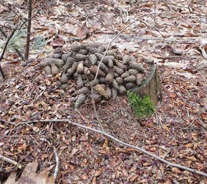 Confounding Cones thumbnail