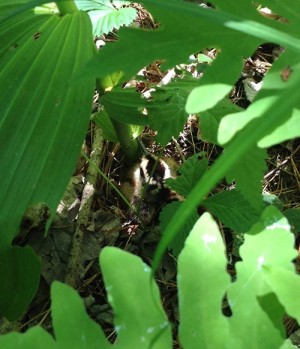 Shrouded in Green thumbnail