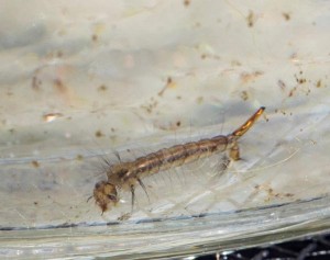 Vernal Pool Puzzlement thumbnail