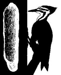 WOODPECKER_2.jpg