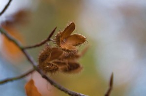 Do Stressed Trees Produce More Seeds? thumbnail