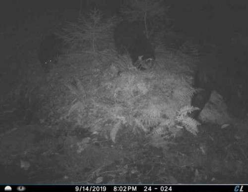 Wild Bears on game camera