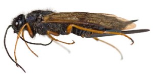 WoodWasp_female-cropped.jpg thumbnail