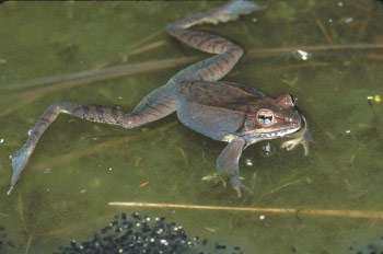 Wood Frog