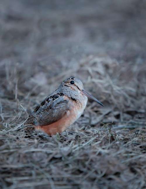 Woodcock_Photoshoot_1.jpg