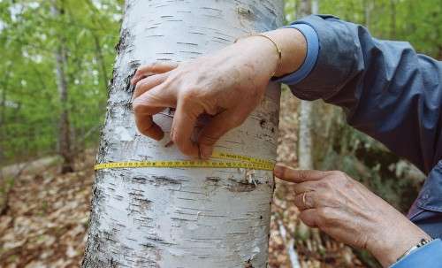 Measuring Tree