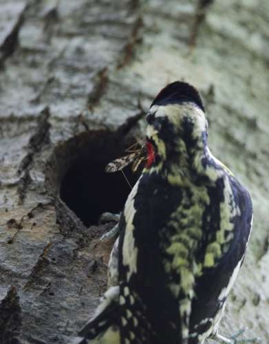 Sapsucker Family