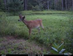 abnormal_antler_bucks_web.jpg