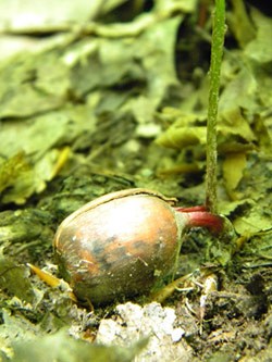 The Acorn Fairy