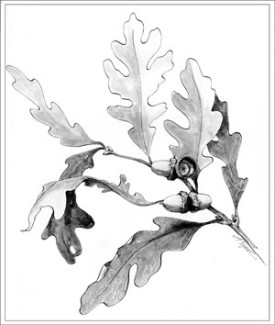 acorns.jpg thumbnail