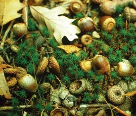 acorns_web_sum15.jpg thumbnail