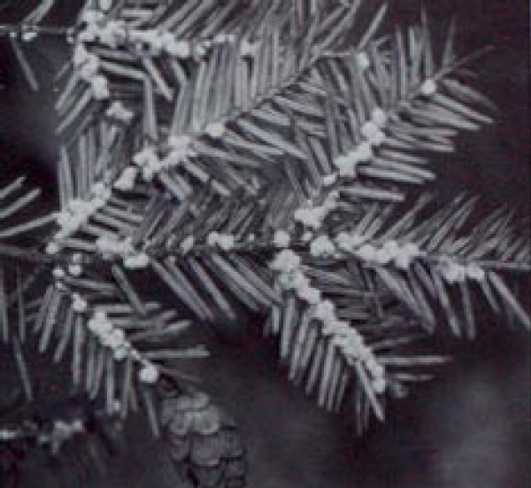 Adelgid Threatens Eastern Hemlock