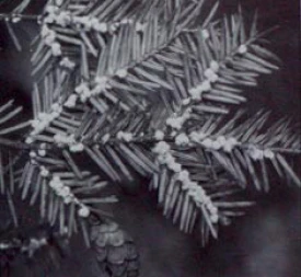 adelgid2.jpg thumbnail