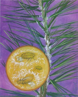 adelgid.jpg thumbnail