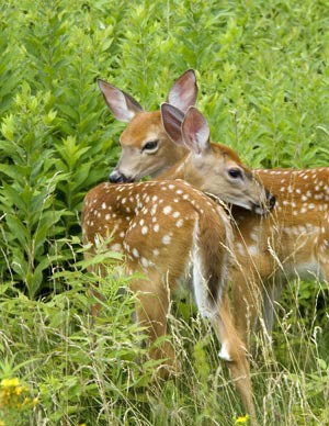 Wasting Disease Found in Deer Saliva and Muscles