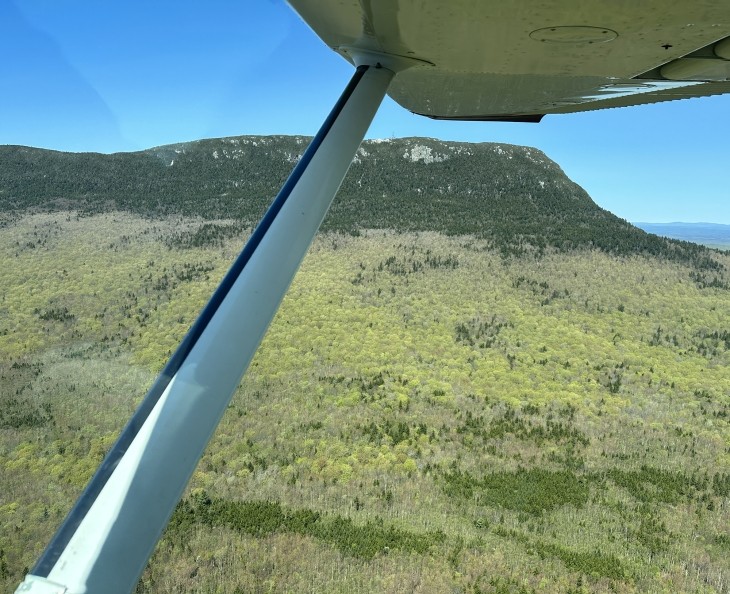 Aerial forest monitoring
