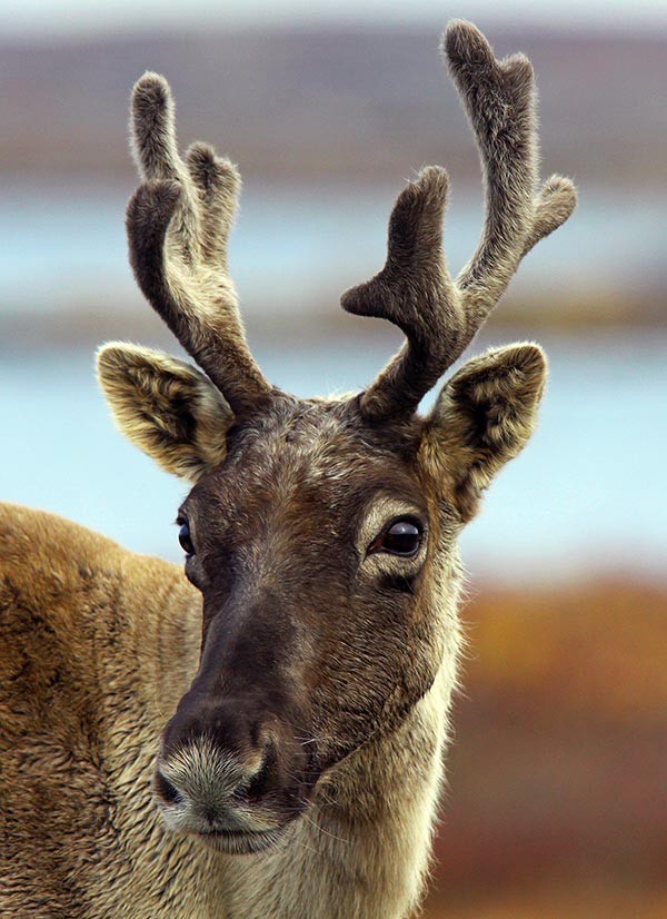 Some Insights Regarding the Aerial Caribou