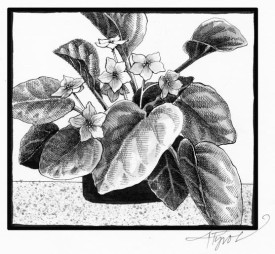 african_violet.jpg thumbnail