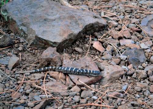 Alligator lizard