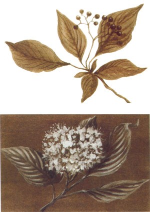 Alternate-leaved Dogwood, Cornus alternifolia