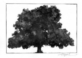 Am._Chestnut.jpg thumbnail