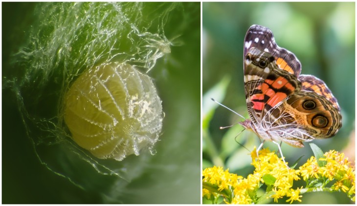 American lady butterfly and eggs