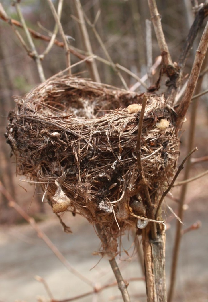American goldfinch nest