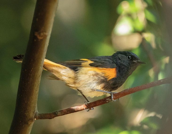 American redstart