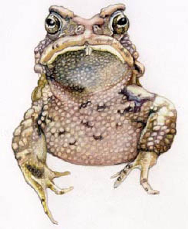 American_toad_web-6.jpg