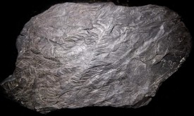 ancient_forest_web.jpg thumbnail