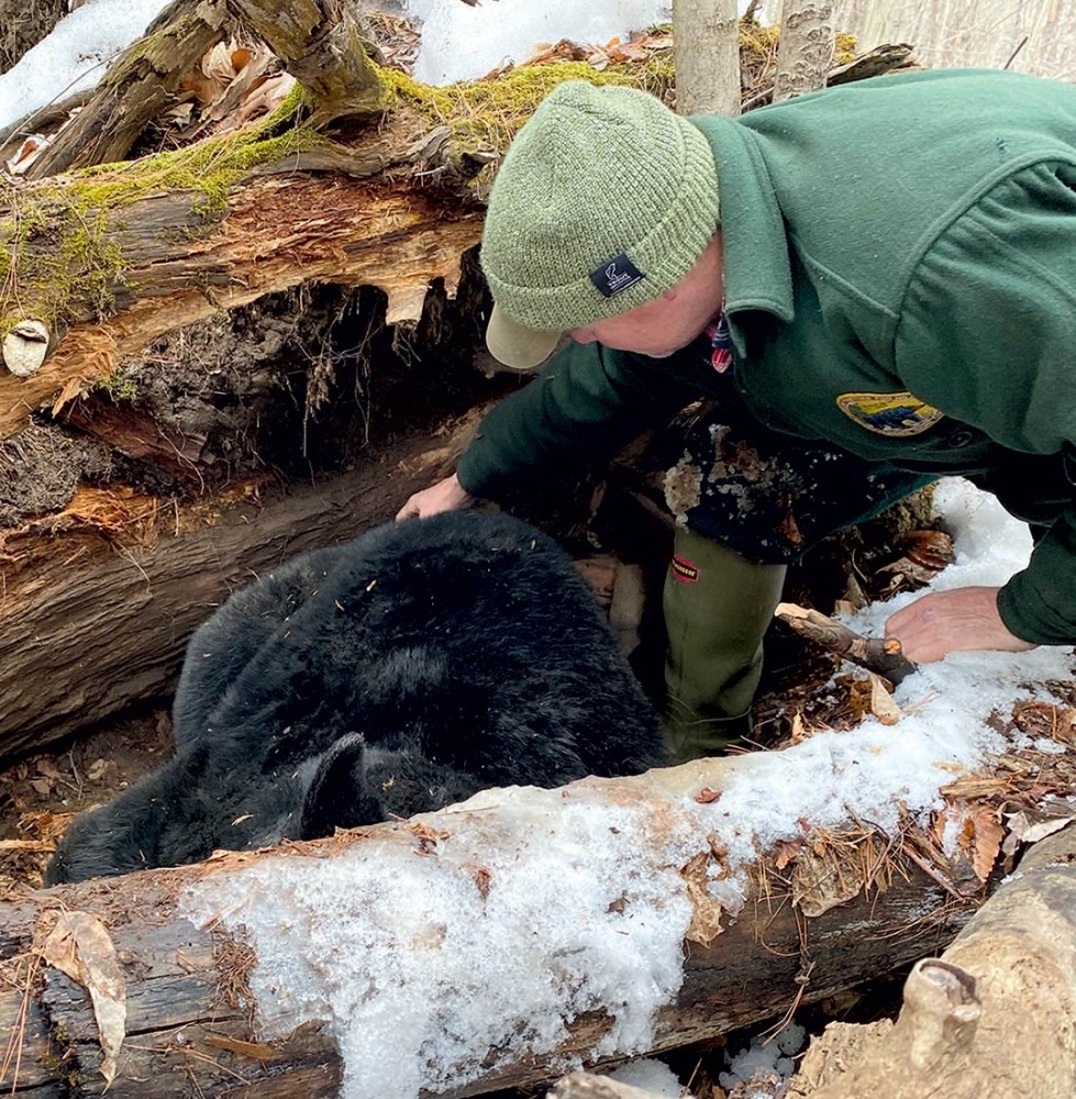 Bear Necessities: A Second Chance for Orphaned Cubs