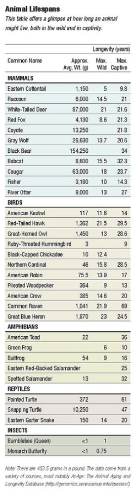 animal_chart.jpg thumbnail