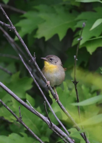 Bird in tree