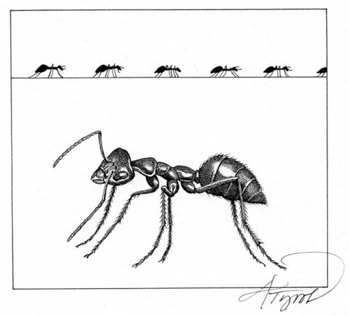 Ants in the Sugar Bowl thumbnail