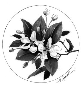 apple_blossoms.jpg thumbnail