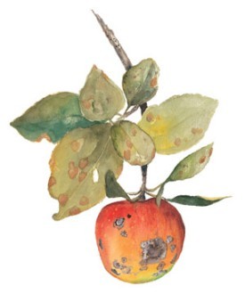 apple_scab.jpg thumbnail