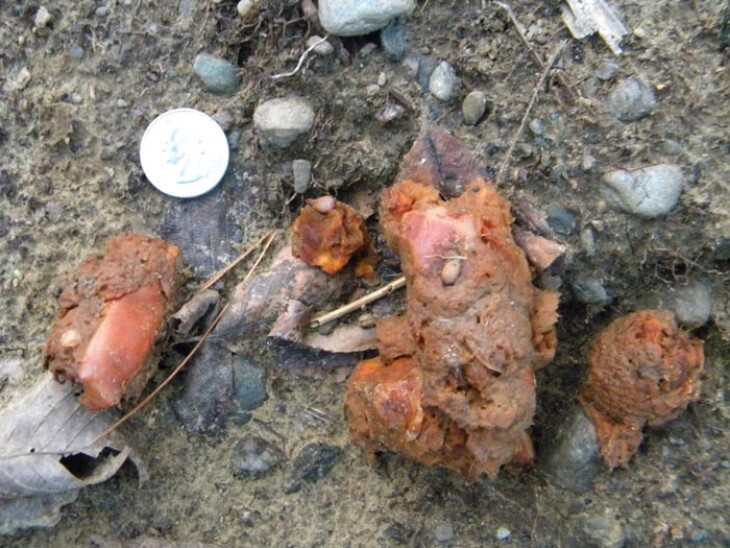 apple_scat.jpg Image