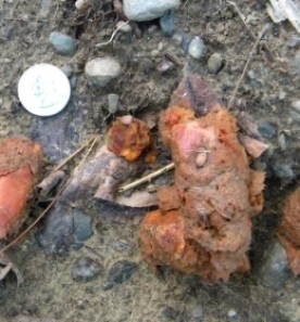 apple_scat.jpg thumbnail