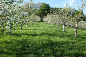 Harvesting the Fruits of Time thumbnail