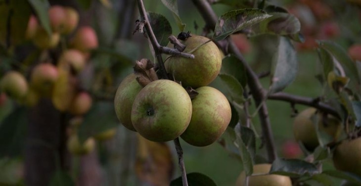 Harvesting the Fruits of Time