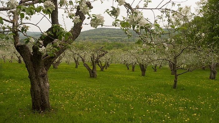 Harvesting the Fruits of Time