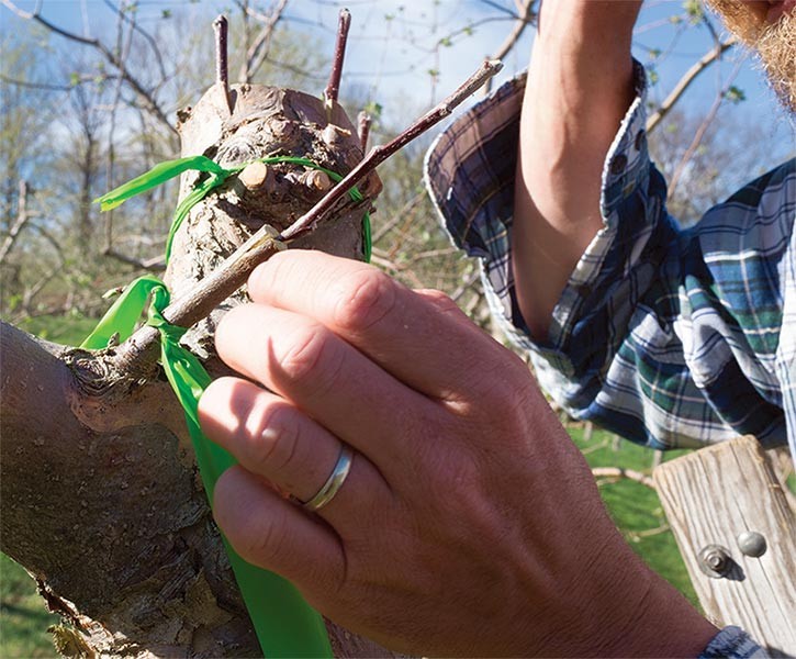 Harvesting the Fruits of Time