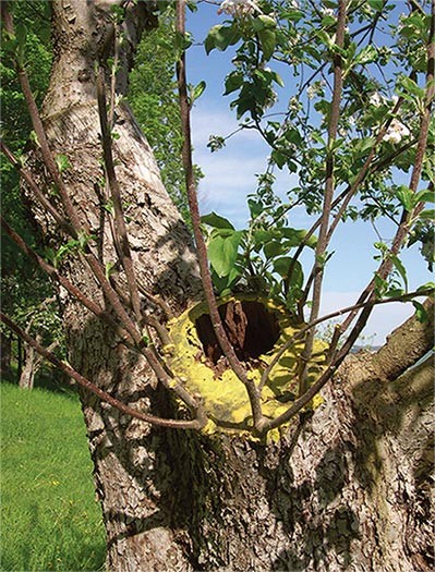 Harvesting the Fruits of Time