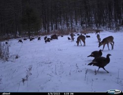 apr15_turkey_deer_chicory_web.jpg
